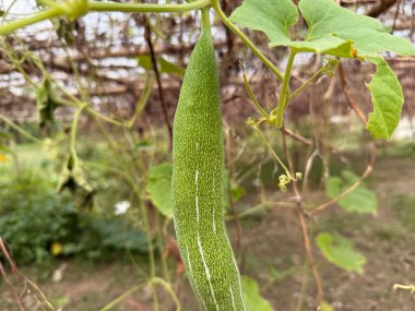 Doğal ışıkta yakalanan olgunlaşmamış yeşil şişe kabağı, asmadan sarkan, açık renk çizgiler ve küçük açık renkli lekeler gösteriyor. Yeşillik bir arkaplan sağlar.