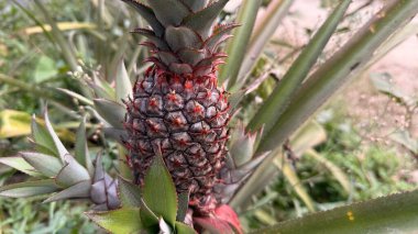 Pürüzlü kenarları olan canlı yeşil yapraklarla çevrili pürüzlü, pürüzsüz, dokulu cildiyle genç bir ananası hafifçe bulanık doğal bir arka fona yaslamak..