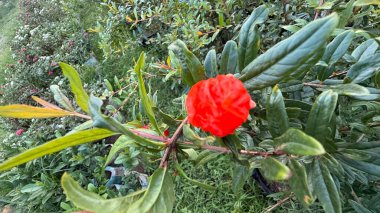 Bu canlı yakın çekim, parlak yeşil yaprakları arasında çarpıcı kırmızı bir nar çiçeği yakalar, doğanın güzelliğini ve karmaşık ayrıntılarını gündüz vakti gösterir..