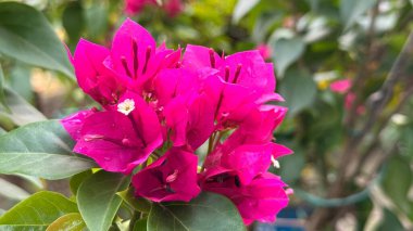 Açık hava ortamında yeşil yapraklı canlı pembe begonvil çiçekleri var. Renklerdeki çarpıcı zıtlık, doğanın güzelliğini tam çiçekle yakalar, bahçe ve çiçek meraklılarına hitap eder..