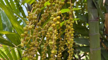Yakından bakınca, yoğun kümelenmiş ve uzun, cılız saplara asılmış yemyeşil palmiye meyveleri görünüyor. Arka planda bambu sapları ve palmiye yaprakları var..