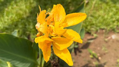 Sersemletici yakın plan, parlak sarı bir zambağın güzelliğini yakalar, dokulu yapraklarını sergiler ve yeşil yaprakların bulanık zeminine ve doğaya karşı canlı renklerini sergiler..