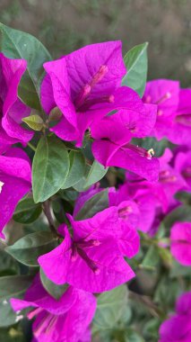 Makro fotoğrafçılık parlak pembe bougainvillea çiçekleri ve yemyeşil yapraklar içerir, canlı bir botanik görüntüsü sunar, canlı doku ve çeşitli yaratıcı projeler için uygun detaylar sunar.