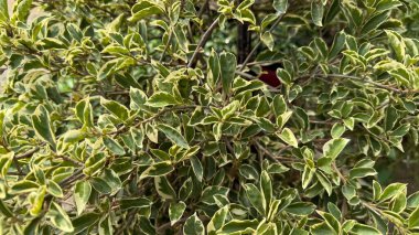 Detaylı bir yakın çekim Pittosporum tobira varyetesinin bereketli yapraklarını gösteriyor. Burada her yaprak canlı yeşil ve altın karışımını sergiliyor ve doğanın sanatsal özelliklerini yansıtıyor..