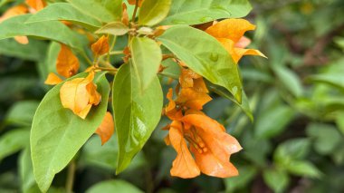 Göz alıcı bir yakın plan begonvillerin güzelliğini yakalar. Parlak turuncu çiçekleri ve yemyeşil yaprakları güneşin yumuşak ışınlarıyla aydınlatılır..