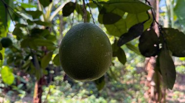 Bu göz hizasındaki açık hava çekimi, geniş, olgunlaşmamış yeşil bir pomelo yakalar. Daldan zarif bir şekilde sarkıtılmış, canlı yeşil yapraklarla çevrili, bulanık bokeh arka planda..