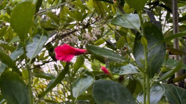 Canlı bir yakın plan, gelişmekte olan bir bahçe sahnesinde parlayan yeşil yapraklardan oluşan bir gölgeliğin arasında, açılmamış tomurcuklarla eşleştirilmiş koyu kırmızı bir amber çiçeği ortaya çıkarır..