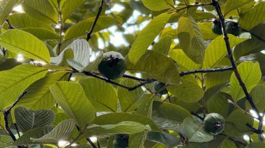 Verdant guava yaprakları ve olgunlaşmamış guavalar ince dallara tutunur; yapraklar belirgin damarlar sergiler. Guava meyveleri tropikal doğa ve bitki yaşamını gösteriyor..