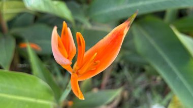 Yakın planda parlak turuncu taç yaprakları ve sarımsı aksanlar sergileniyor. Açık havada yeşil yapraklardan oluşan bir arka planda sergileniyor..