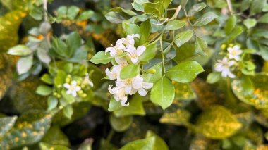 Yakından, yemyeşil yapraklarla çevrili yasemin çiçeklerini yakalar. Değişik yapraklar benzersiz bir dokunuş ekliyor, doğal sahnenin görsel çekiciliğini arttırıyor..