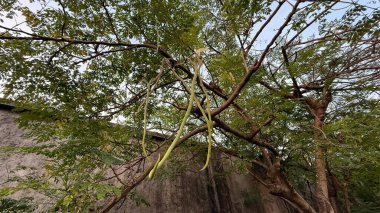 Moringa kapsülleri veya bagetler bir moringa oleifera ağacının dalları ve yaprakları arasında asılı beton bir duvar ve mavi gökyüzü zeminine karşı ilginç bir perspektif oluşturur..