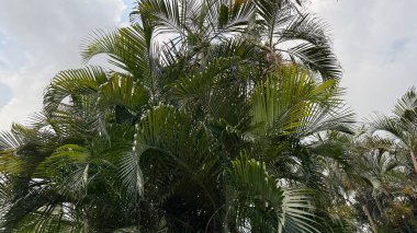 Yumuşak ve dağınık bulutlarla dolu bir gökyüzüne uzanan yoğun, yeşil palmiye yaprakları kümesi. Yapraklar yapısal, organik bir bileşim oluşturuyor..