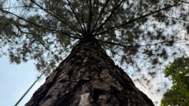 Ayrıntılı yakın çekim, yukarı doğru uzanan desenli bir ağaç gövdesi ve yumuşak gün ışığı altında yoğun bir tepe örtüsü oluşturan yapraklı dallarını gösteriyor..