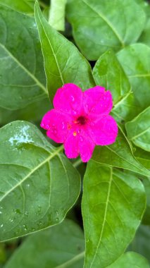 Büyüleyici yakın çekim vitrinleri, doğal ortamında yemyeşil yapraklardan oluşan bir demet içinde parlayan yağmur damlalarıyla süslenmiş pembe bir saat çiçeği..