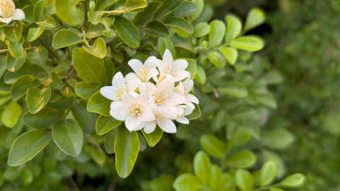 Canlı yeşil yapraklardan oluşan bir zemin üzerine kurulmuş zarif Murraya panikleme çiçekleri kümesi. Narin beyaz çiçekler ferahlatıcı bir kontrast sunar..