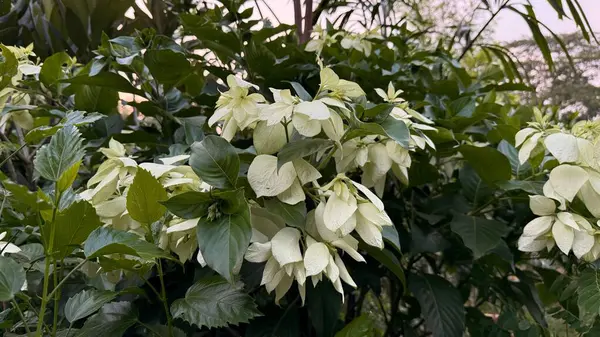 Manzara, koyu yeşil yapraklarla birbirine karışmış, çağlayan fildişi çiçeklerin ruhani güzelliğini yakalar, doğal ışıkta gür, zarif bir çiçek dekoru oluşturur..