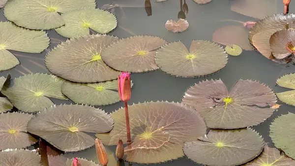 Yakından bakıldığında, ince pembe nilüfer tomurcuklarını yansıtan suyun dingin güzelliğini yakalar. Yapraklar tırtıklı kenarlar ve radyal damar sergiler..