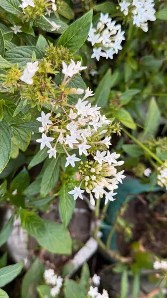 Pentas lanceolata çiçeklerini yakalar, canlı yeşil yapraklar arasında toplanmış çiçekler gibi narin yıldızlar sergiler. Doğa, çiçek ve botanik temalar için mükemmel..
