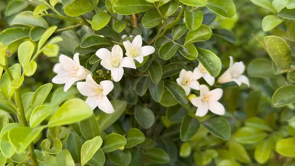 Detaylı bir yakın plan çekimde, bitkisinin parlak, canlı yeşil yaprakları tarafından ustalıkla çerçevelenmiş turuncu jessamininin el değmemiş beyaz çiçekleri sergileniyor. Bu kompozisyon doğanın güzelliğini yansıtıyor..