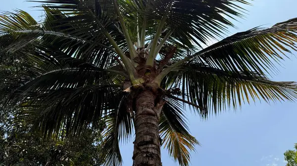 Fotoğraf, olgun bir palmiye ağacının düşük açılı perspektifini, desenli gövdesinin yükselmesini ve bulutsuz, mavi gökyüzüne karşı çok sayıda yemyeşil yaprağı desteklemesini içeriyor..