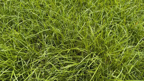 Canlı yakın plan liriope muscari otunu ortaya çıkarır. Bıçakları yoğun ve yeşildir. Çeşitli projeler için verimli ve doğal bir arka plan sağlar..