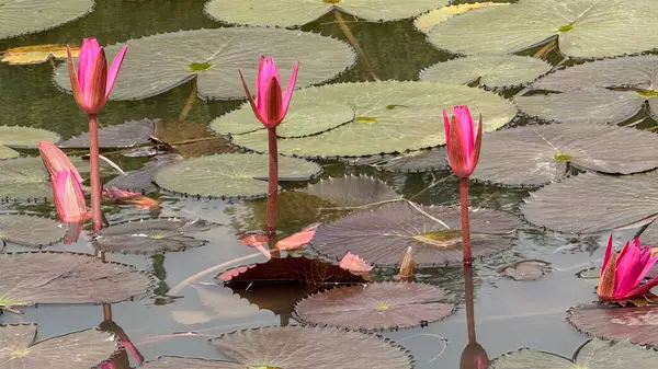 Doğanın sükunetini gösteren bu görüntüde, gündüz vakti yansıtıcı bir gölet yüzeyinde yüzen nilüferlerin yoğun ağının arasında duran pembe su nilüferleri görülüyor..