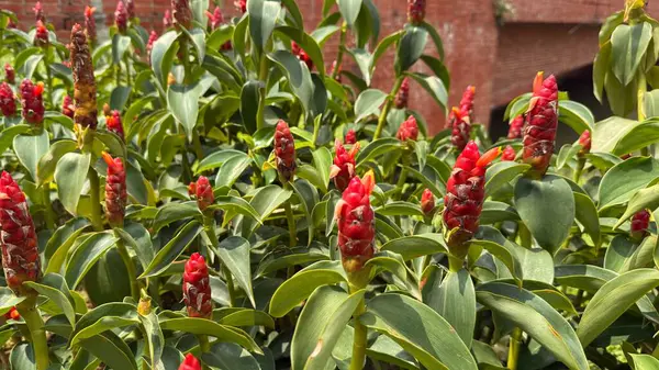 Bu göz hizasındaki çekim, yemyeşil yapraklarla çevrili kızıl zambak çiçeklerinin çarpıcı bir görüntüsünü yakalar ve canlı bir tropikal manzara yaratır. Çiçekler yaprakların arka planında dimdik duruyorlar..