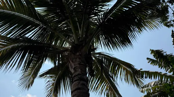 Düşük açılı bir perspektif, tropikal bir palmiyenin görkemli varlığını yakalar, yaprakları mavi gökyüzünün enginliğine doğru uzanır, dingin bir atmosferi çağrıştırır..