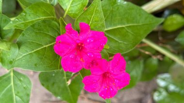 Canlı morumsu saat dört çiçekleri, küçük çiğ damlalarıyla kaplı yeşil yaprakların arkaplanına karşı duruyor. Açık havada tazelik ve doğal güzellik hissi uyandırıyor..