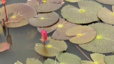 Birkaç nilüfer yaprağı ve açılmamış kırmızımsı pembe su tomurcukları karanlık bir göletin üzerinde yüzer. Yeşil ve kahverengi pedler sarı merkezlerle dokularak görsel ilgi yaratıyor..