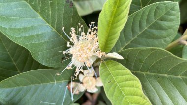 Bu resim, yemyeşil yaprakların zıt arkaplanlarından oluşan bir erkek erik topluluğunun yer aldığı bir guava çiçeğine odaklanır. Çiçeğin narin dokusu dingin ve doğal bir bileşim yaratır..