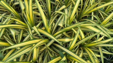 Göz hizasında yakalanan tüm görüntüler yemyeşil bitkinin çarpıcı çeşitlilik modelini gösteriyor. Parlak yeşil ve güneşli sarı şeritler göz alıcı bir görüntü oluşturur..