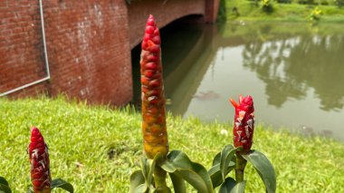 Kapatın vitrinleri parlak kırmızı kızıl çiçeklerle birlikte yemyeşil çimenler, sakin bir gölet ve güneşli bir günde uzaktaki bir tuğla köprünün ayırt edici kemeri..