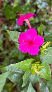 Canlı bir pembe çiçeğin yakın plan görüntüsünü gösteren görüntü, yeşil yapraklar arasında yapraklarını süsleyen yağmur damlalarıyla doğanın güzelliğinin özünü yakalıyor..