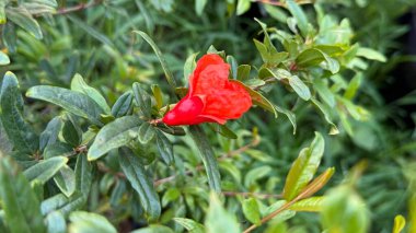 Bu çarpıcı yakın plan yeşil yaprakların arasına yerleşmiş canlı kırmızı bir nar çiçeğini ön plana çıkarıyor. Bitkinin güzelliğini ve taze bahar cazibesini gözler önüne seriyor ve bir botanik senfonisi yaratıyor..