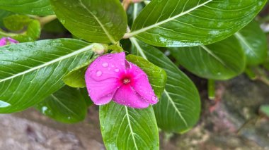 Yakından çekilmiş bir resim, canlı yeşil yapraklarla çevrili taze su damlacıklarıyla benekli pembe bir menekşe çiçeğinin büyüleyici detaylarını gösteriyor. Göz hizasında vurulmuş, doğal olarak yakılmış..