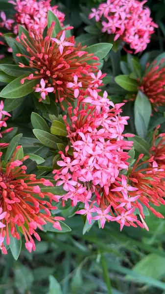 Parlak ixora çiçeklerinin büyüleyici bir yakın çekimi, yemyeşil yaprakların arka planına karşı karmaşık pembe ve kırmızı desenler sergiliyor, doğanın güzelliğini detaylarıyla gözler önüne seriyor..