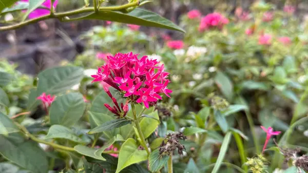 Detaylı olarak yakalanan bu fotoğraf, canlı yeşil yeşilliğin arka planına karşı bir Pentas çiçeğinin koyu pembe rengini gösterir. Çiçeğin doğadaki güzelliğini vurgular..