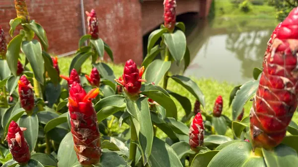 Zingiber Zerumbet bitkilerinin yakından çekimleri, yemyeşil yaprakların arasında sağlam kırmızı koni çiçekleri ve su kenarına yakın tuğla bir yapının ipuçlarını içerir..