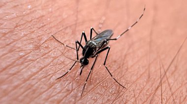 Detaylı bir yakın plan, çizgili bir Aedes sivrisineğinin hortumu uzatılmış, soluk tenli bir insanı ısırdığını gösteriyor. Böceğin karmaşık detayları aşikar..