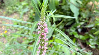 Detaylı botanik çekimi, çiçek açan itaatkar bitki Physostegia virginiana 'yı içeriyor. Görüntü, narin pembe çiçeklerin ve mızrak şeklindeki yeşil yaprakların gür, bulanık bir arka plana karşı olduğunu vurgular..