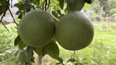 İki büyük, olgunlaşmamış yeşil pomelo (Batabi Lebu) yeşil yapraklarla çevrili bir ağaç dalından sarkan meyveler. Tropikal meyvelerin, organik ürünlerin ve tarımsal ödüllerin sergilenmesi için ideal.