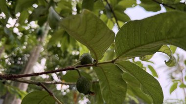 Guava ağacının yapraklı dalından sarkan küçük, olgunlaşmamış yeşil guava meyveleri. Tropikal meyveleri, sağlıklı beslenmeyi, bahçıvanlığı veya tarımsal temaları resmetmek için mükemmel..
