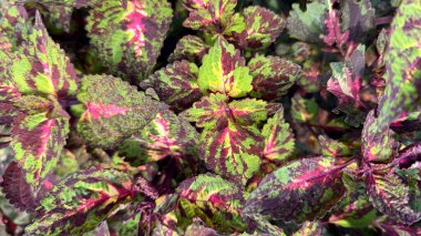 Çarpıcı bir coleus bitkisinin detaylı bir yakın çekimi, yeşil, bordo ve pembe ipuçlarıyla yapraklarının karmaşık desenlerini ve canlı renklerini sergiliyor..