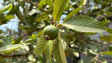 Bu resim yeşil bir guava meyvesinin yakın çekimini yakalıyor, hala olgunlaşmamış, bitkinin canlı yeşil yapraklarıyla çevrili bir ağaç dalına nazikçe asılmış..