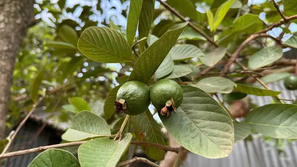 Yakın plan çekimde bol yapraklar arasında olgunlaşmamış iki yeşil guava görülüyor. Detaylı çekim ağaçtaki meyvenin dokusunu ve organik formunu vurguluyor..