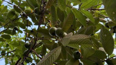 Bir guava ağacının gölgesine baktığımızda, parlak mavi gökyüzü tarafından çerçevelenmiş yaprakların yoğun yaprakları arasında birkaç yeşil guava görülebilir..