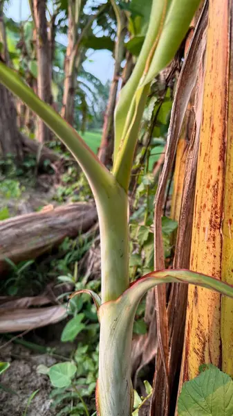 Genç bir muz bitkisinin, pürüzsüz, yeşil sapı, yükselen yaprakları, dokulu gövdesi ve çevreleyen yemyeşil bitki örtüsünün ayrıntılı görüntüsü.