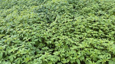 Taze yeşil kenevir bitkileriyle dolu yoğun, parlak bir alan, tarımsal bolluk, zemin seviyesi perspektifi ve tekstil üretimi için sağlıklı ekin ekimi sergileniyor..