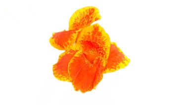 Canna Lily 'nin taç yapraklarının karmaşık detaylarını gösteren detaylı bir görüntü. Canlı turuncu renklerini ve sarı noktalarını temiz beyaz bir arkaplanda sergiliyor..